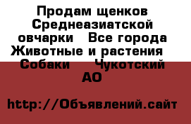 Продам щенков Среднеазиатской овчарки - Все города Животные и растения » Собаки   . Чукотский АО